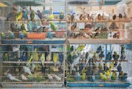 多哈一个繁忙的市场上，笼中色彩缤纷的鸟类展示了鸟类的多样性和商业价值