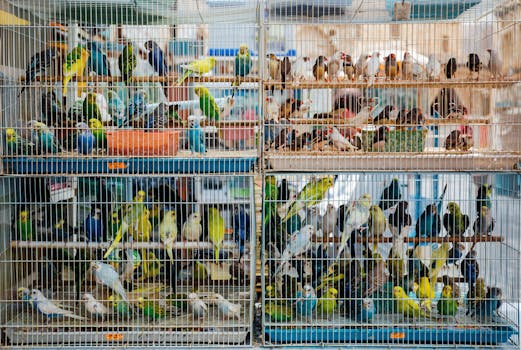 多哈一个繁忙的市场上，笼中色彩缤纷的鸟类展示了鸟类的多样性和商业价值