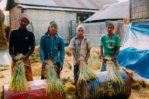 Empat Pria Panen Padi