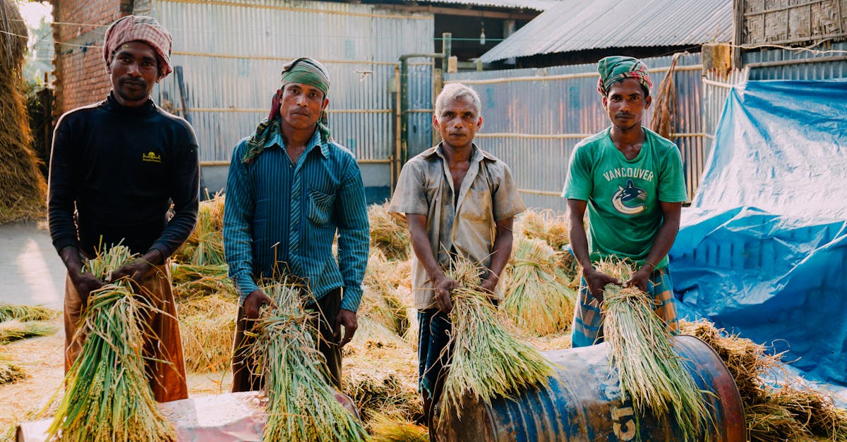 Four Men Harvesting Rice · Free Stock Photo