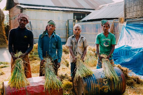 Free Four men on a sunny day gathering rice outdoors, showcasing traditional farming. Stock Photo