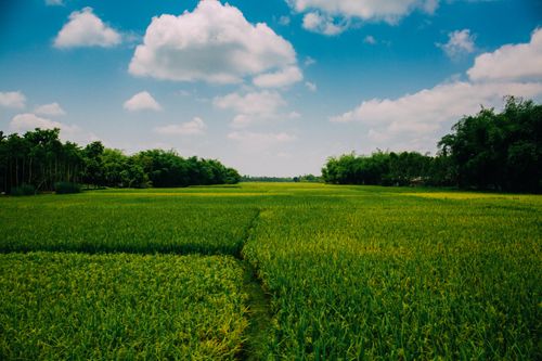 Free A vast green farmland stretching under a bright blue sky with fluffy clouds. Stock Photo