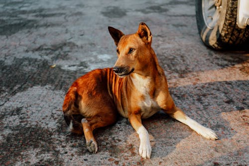 免费 棕色的狗，坐在地上的照片 素材图片