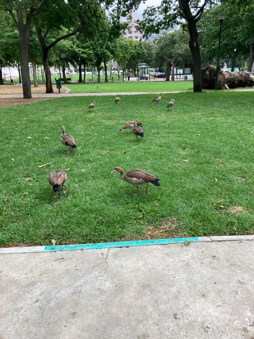 Free egyptian geese Stock Photo