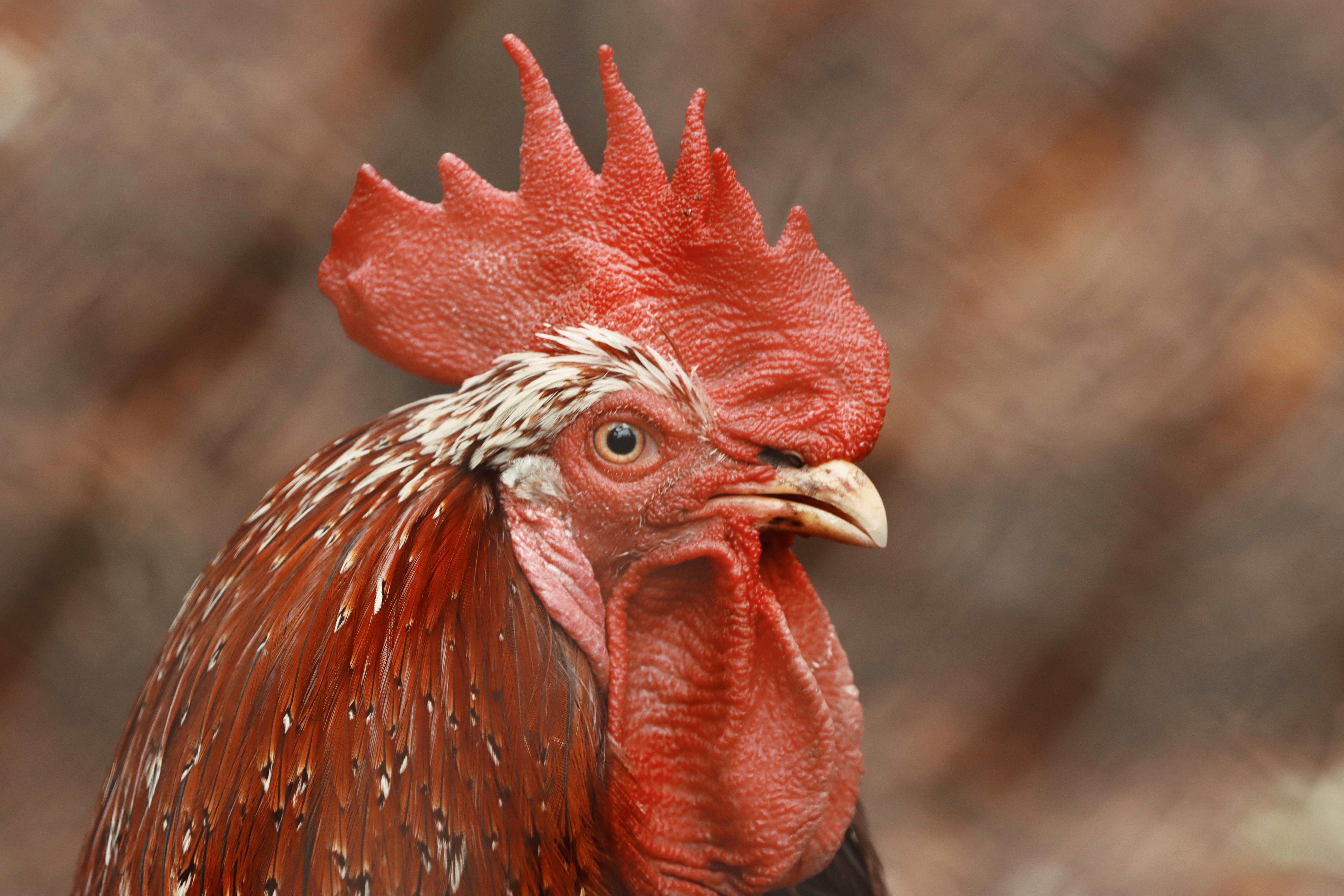 close up of a vibrant red rooster in jonkoping