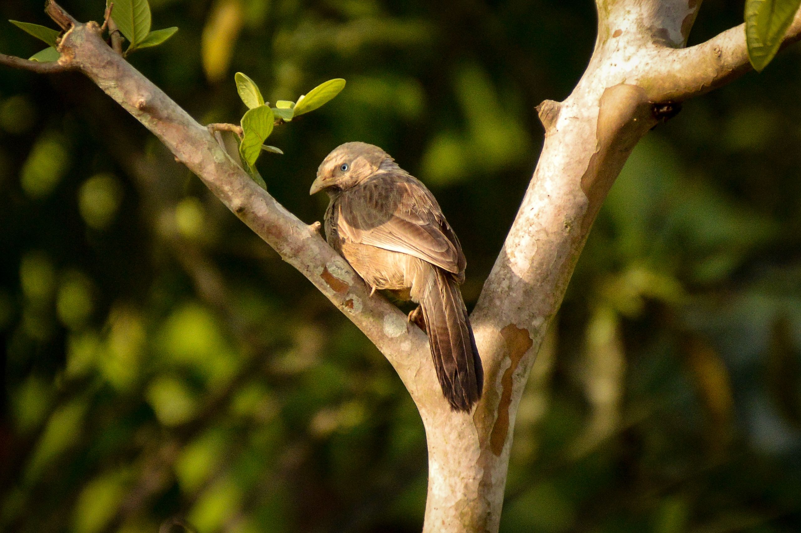 Brown bird perched on a tree branch in sunlight · Free Stock Photo
