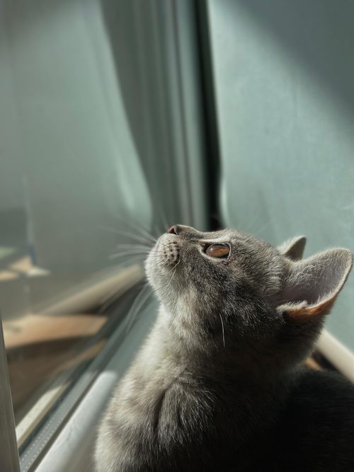 Free stock photo of adorable cat, adult cat, baby cat Stock Photo