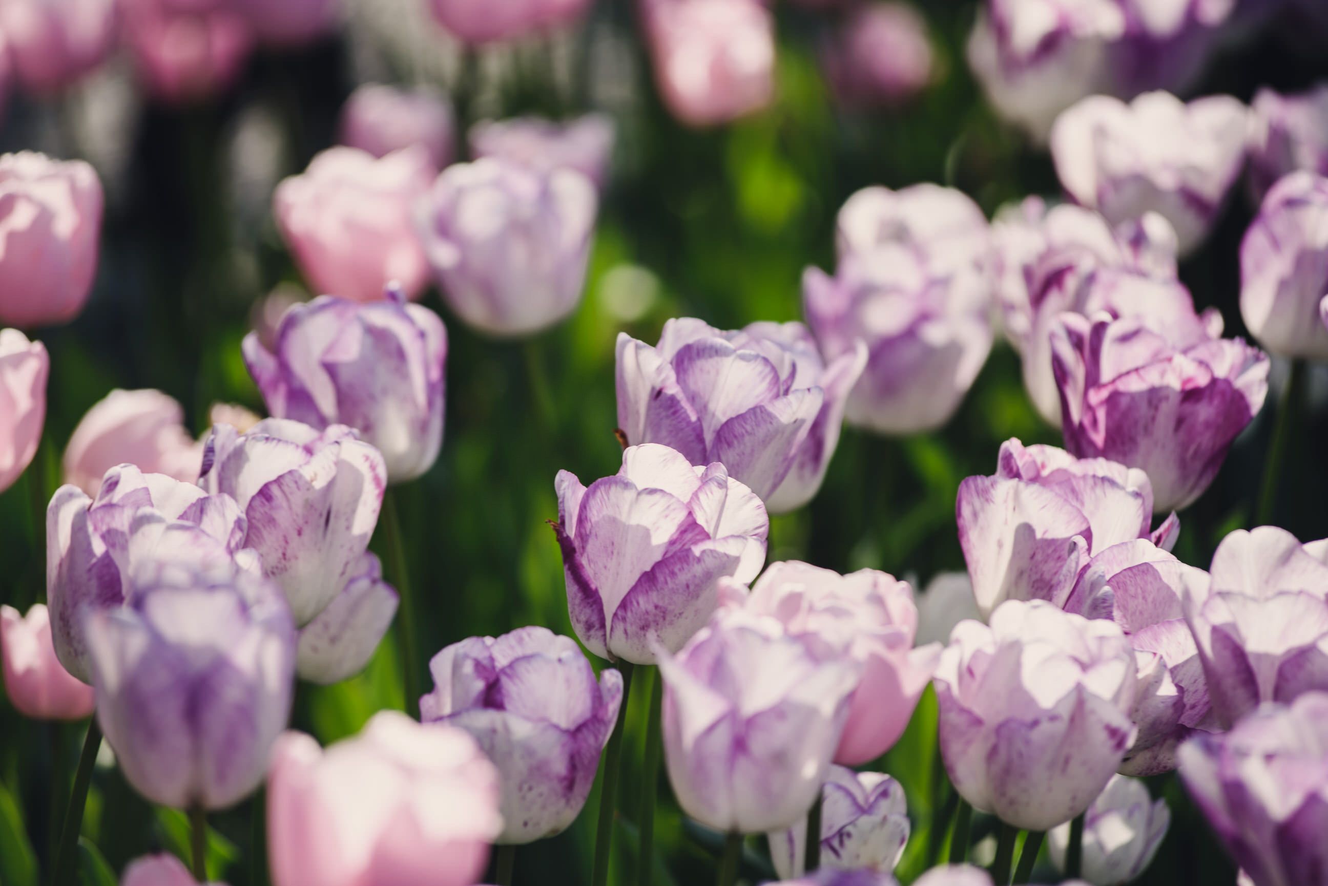 A stunning close-up of purple and pink tulips in full bloom on a sunny day