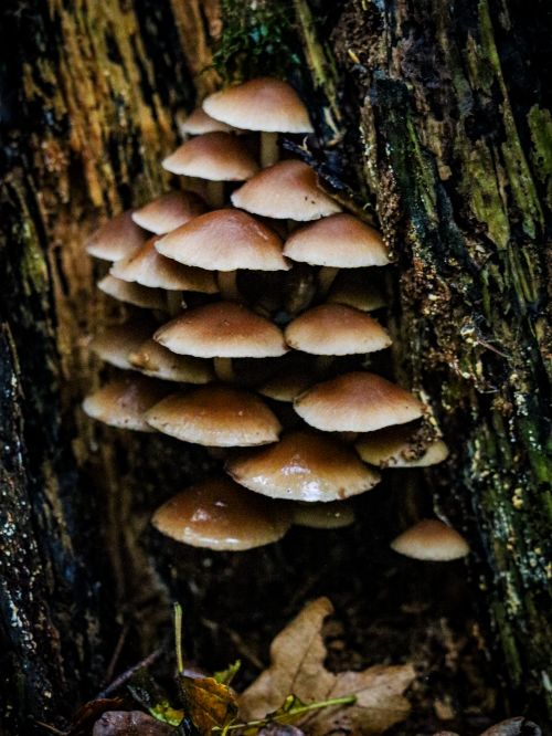 Free Detailed shot of wild mushrooms clustered on a tree trunk in a forest. Stock Photo