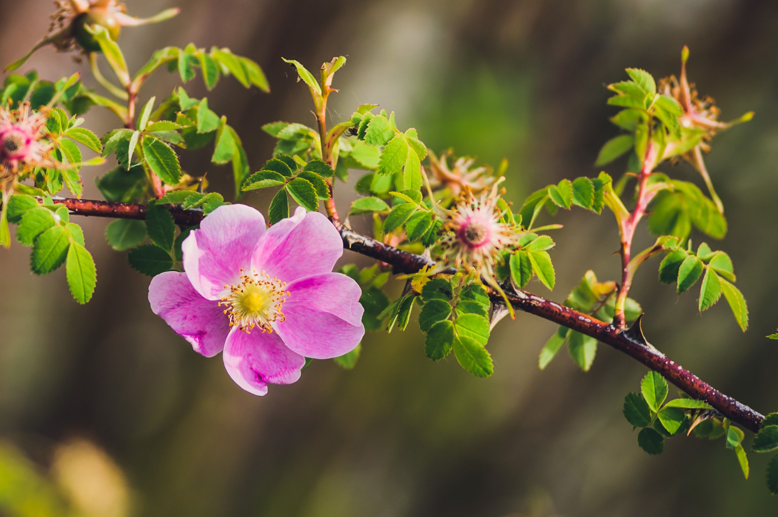 Wild Rose in Bloom on Branch Close-Up · Free Stock Photo