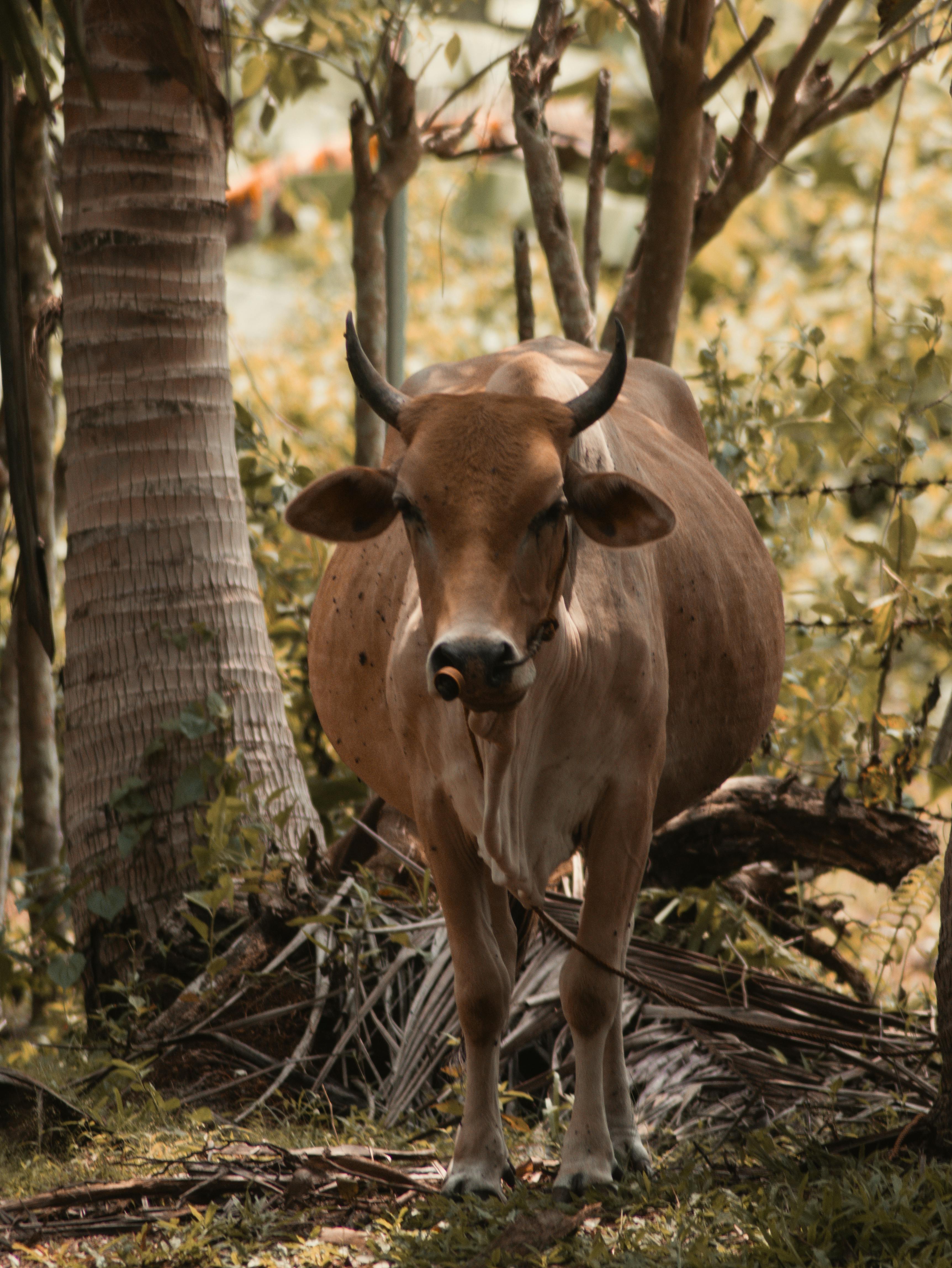 Gratuit Vache Brune Debout Dans Une Zone Boisée Photos
