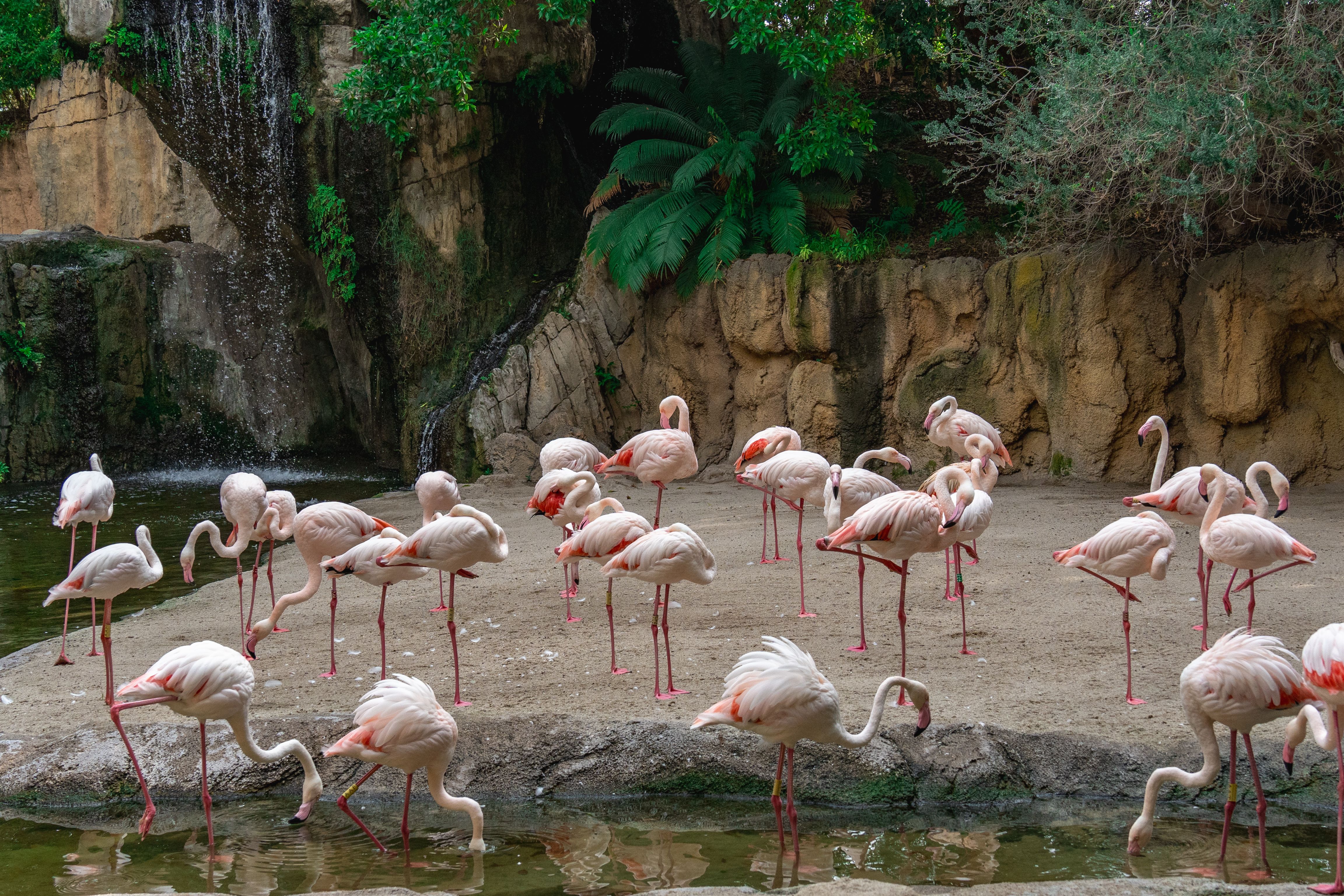 Captivating view of flamingos gathered by a zoo waterfall, vibrant nature scene.