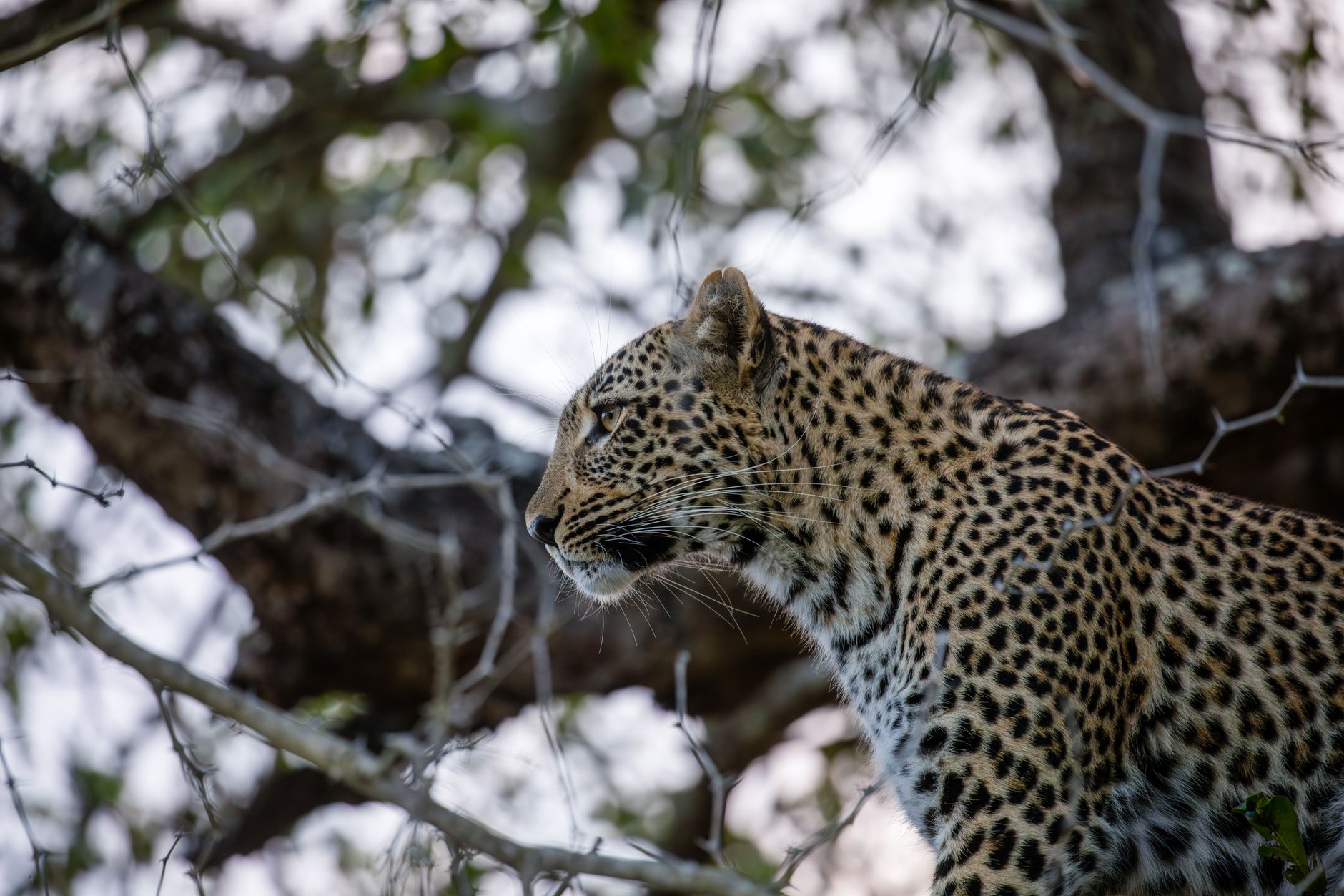 Seeing the Big Five: A Guide to South Africa's Best Lodges