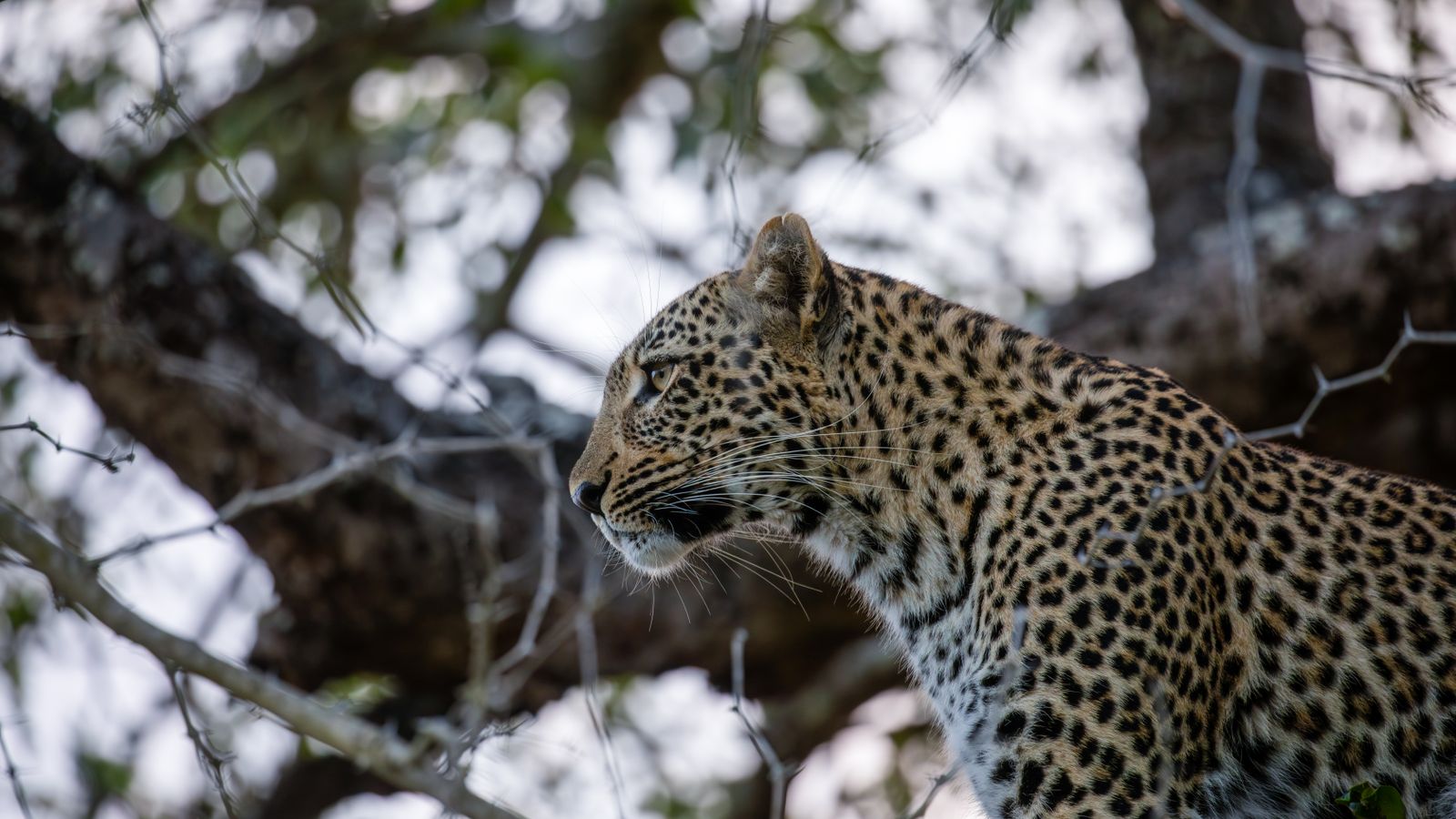 Leopard in tree observing its surroundings, South Africa