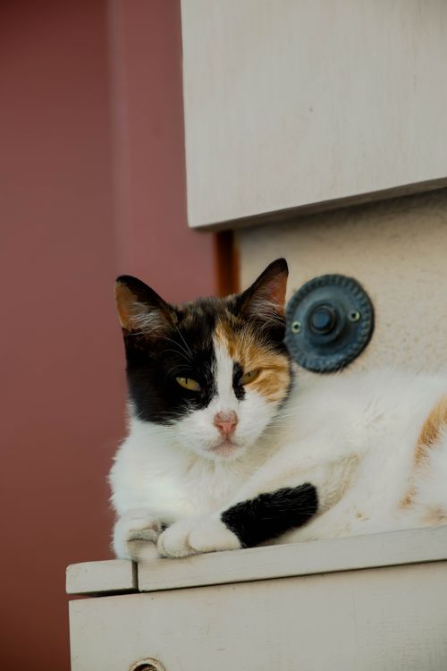 Free A calico cat relaxing on a shelf inside a cozy home environment. Stock Photo