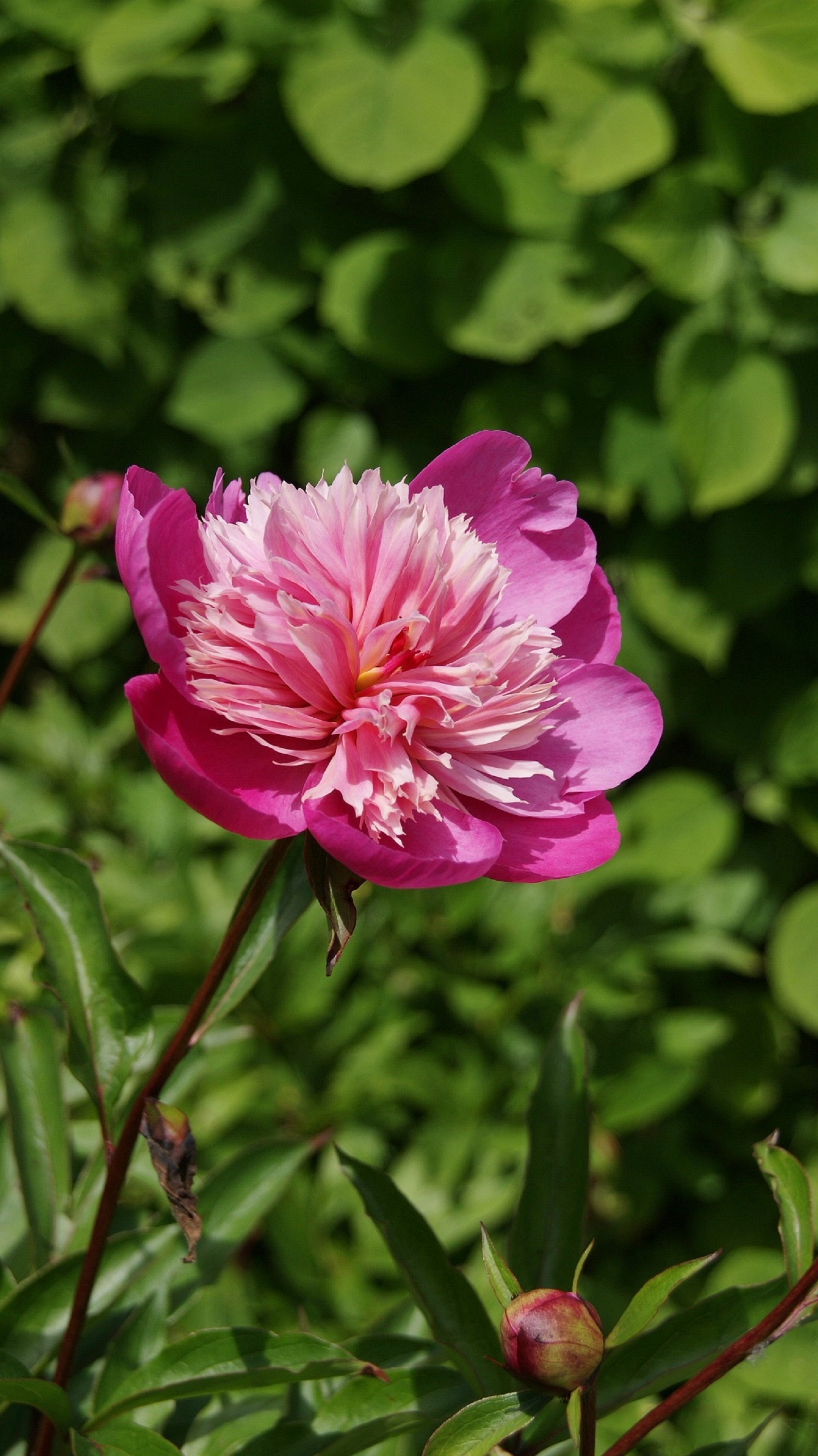Vibrant Pink Peony Bloom in Spring Garden · Free Stock Photo