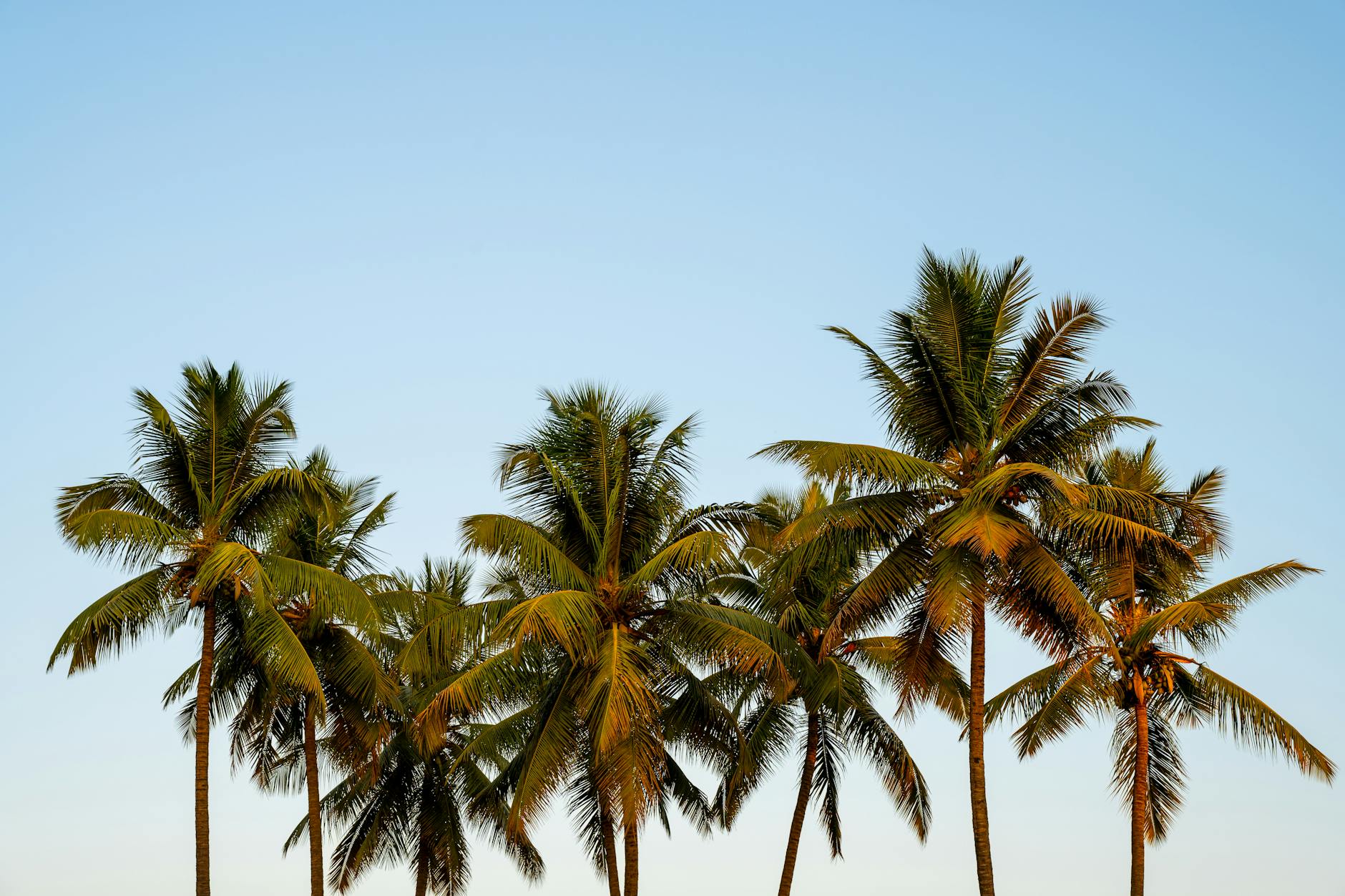 https://www.pexels.com/photo/tropical-palm-trees-against-a-clear-sky-28886286/