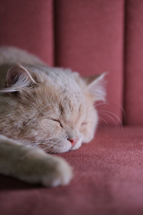 Free Close-up of a fluffy Persian cat sleeping on a pink couch, capturing serenity. Stock Photo