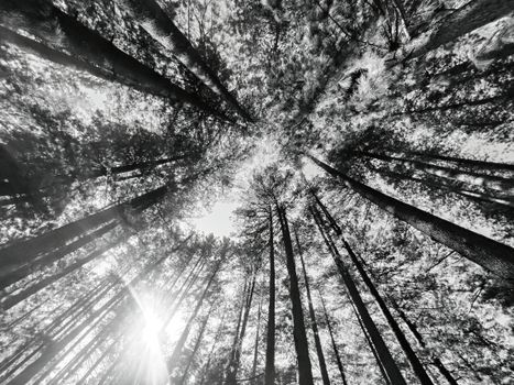 Captivating black and white view looking up at the forest canopy in Sanasar, showcasing towering trees and sunlight.