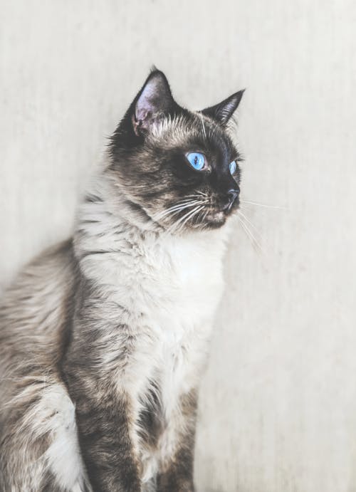Fotobanka s bezplatnými fotkami na tému balijská mačka, bočný pohľad, cicavec
