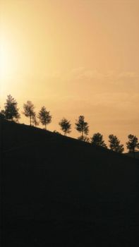 Silhouetted trees on a hill against a warm sunset sky, creating a serene landscape.