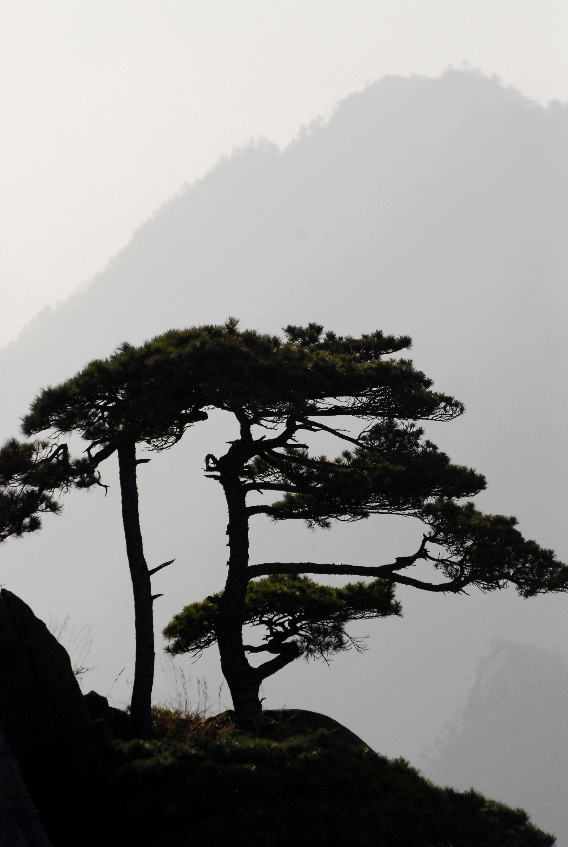 Welcoming-Guest Pine