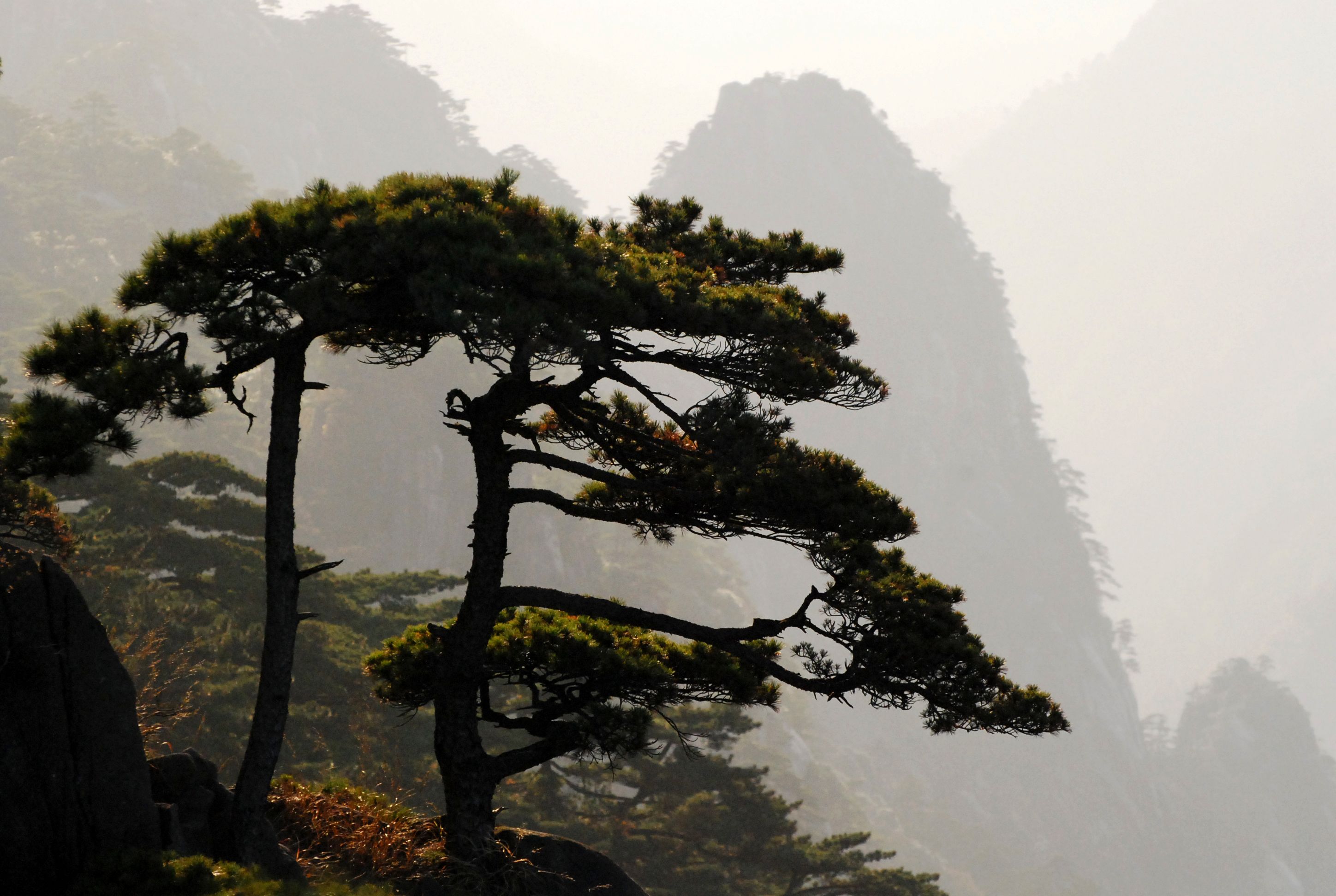 Serene mountain landscape with a distinctive pine tree silhouette in misty atmosphere.