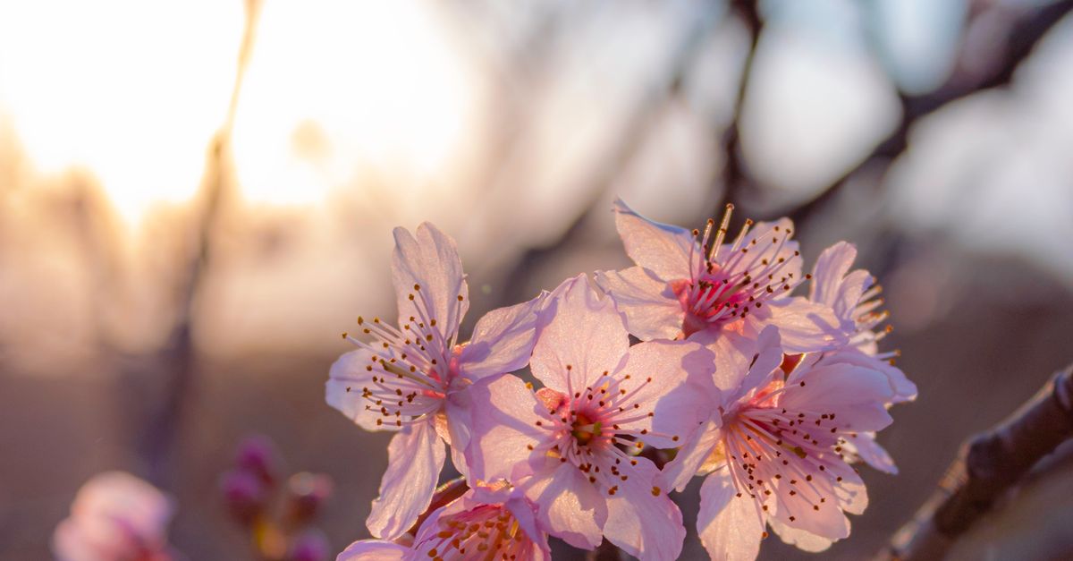 Spring Sakura Blossoms in São Paulo at Sunset · Free Stock Photo