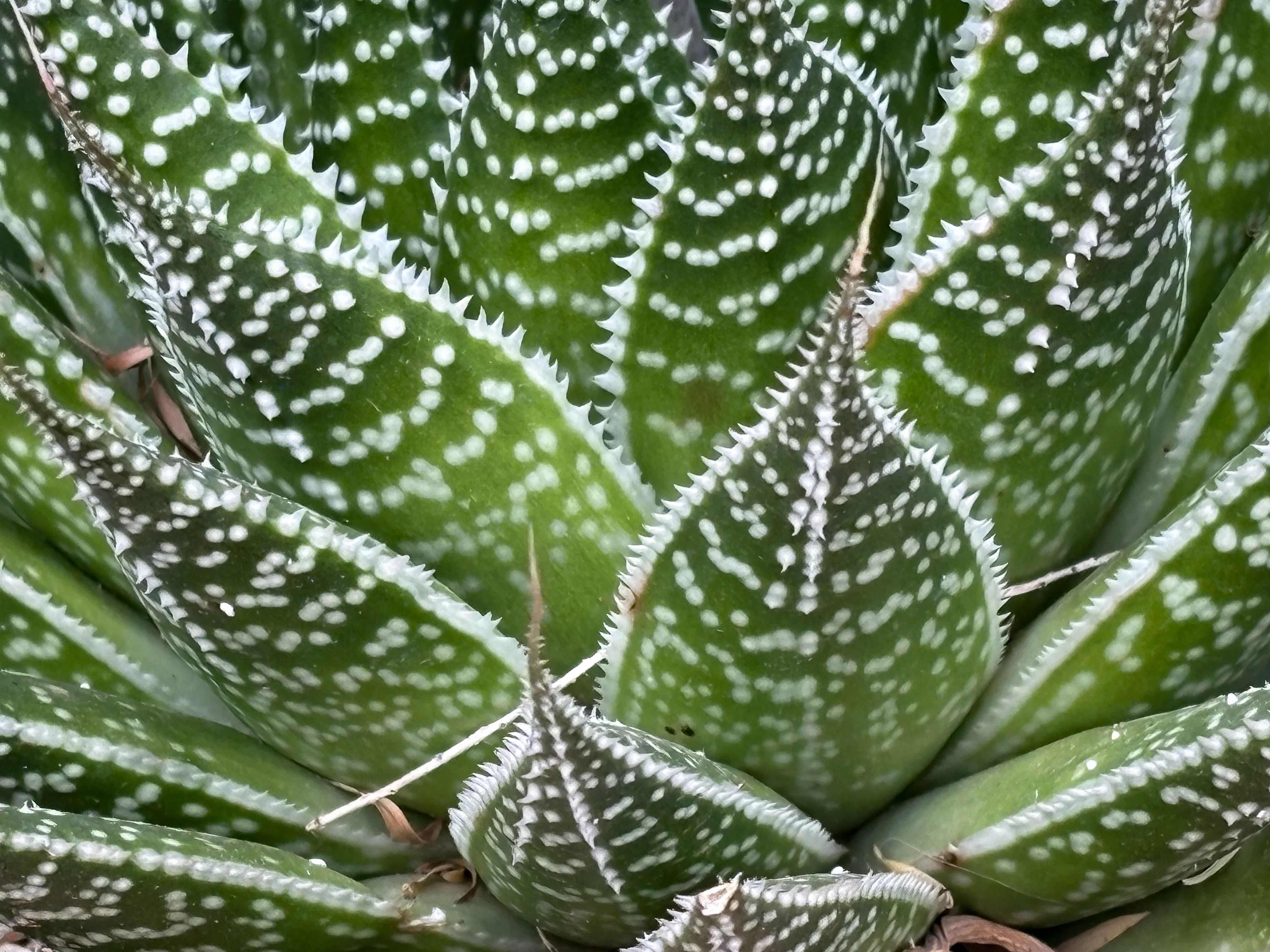 Close-up of Haworthia Succulent Plant  Free Stock Photo