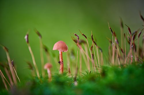 Free Detailed macro image of a single mushroom surrounded by lush green moss in natural setting. Stock Photo