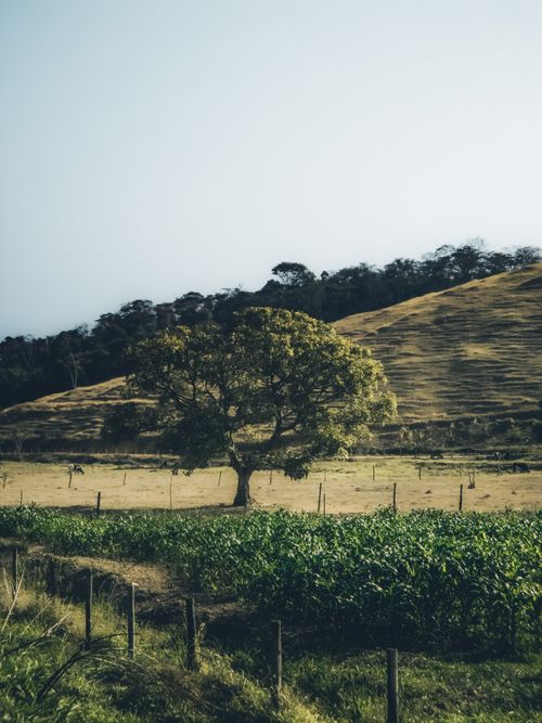 Free A peaceful countryside scene with a lone tree amidst rolling hills and farmland. Stock Photo
