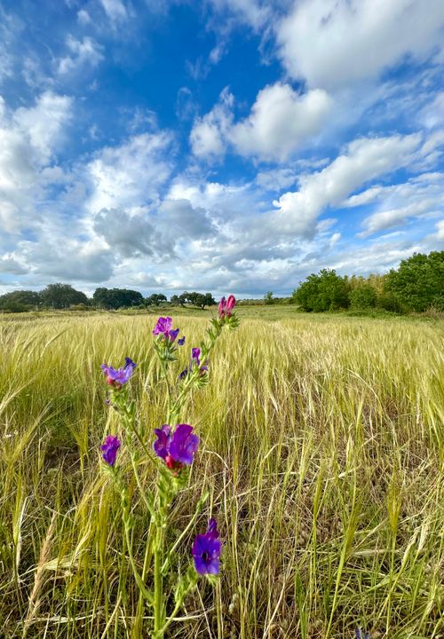 Free Vibrant violet wildflowers in a lush green field under a blue sky with fluffy clouds. Stock Photo