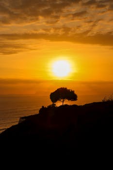 Golden sunset over the Lima coastline with a silhouetted tree in the foreground.