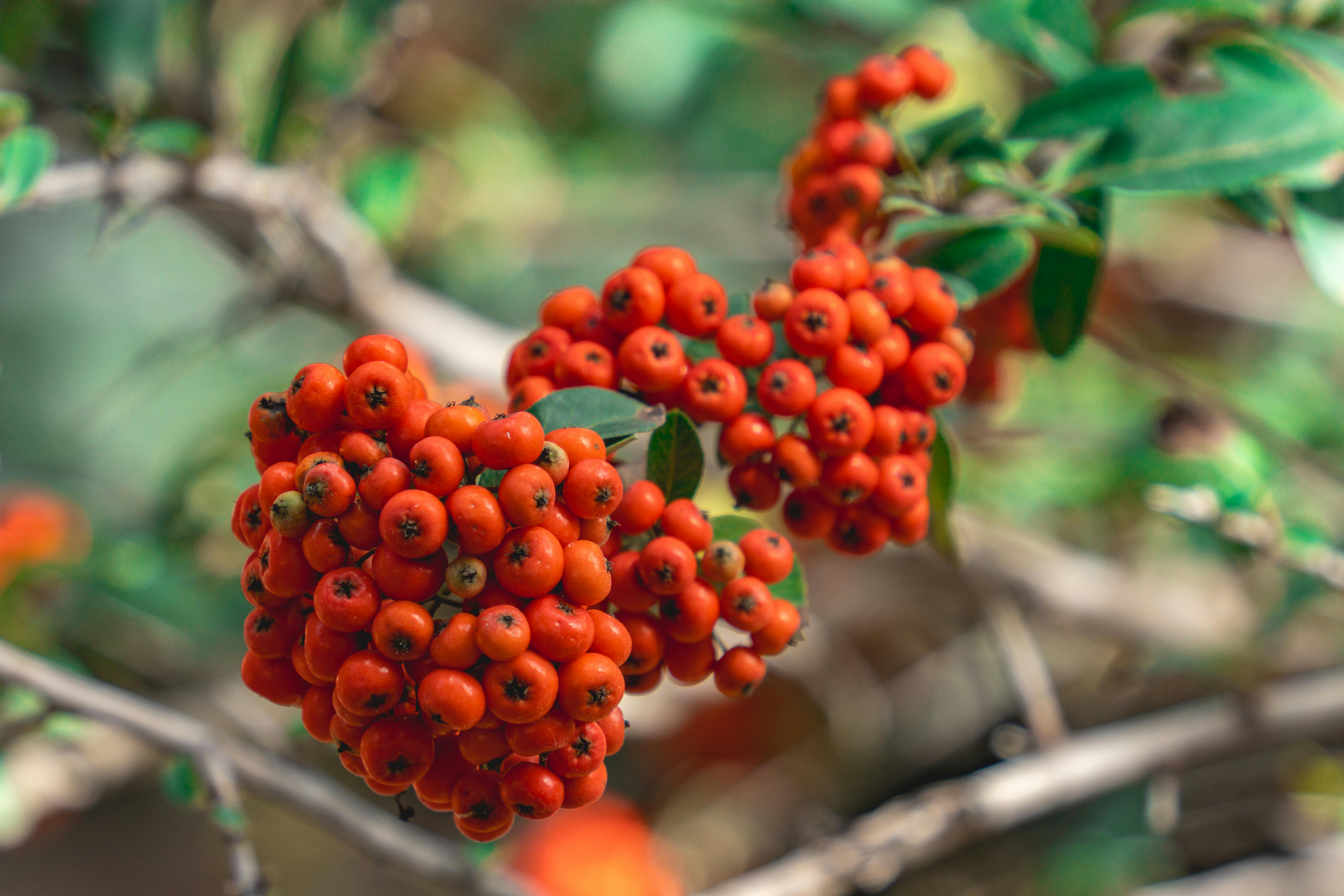 Vibrant Red Berries on a Branch in Nature · Free Stock Photo, image size:1125x750