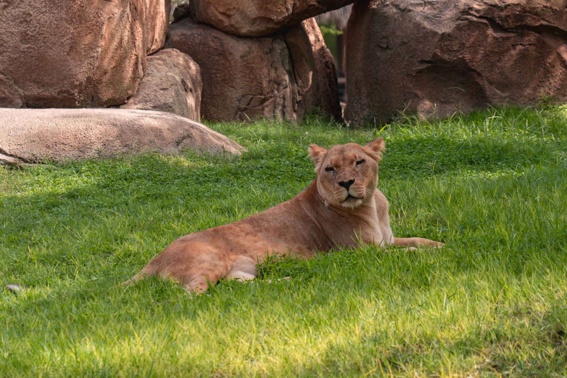 A peaceful lioness resting on lush green grass with rocky background, showcasing wildlife serenity.