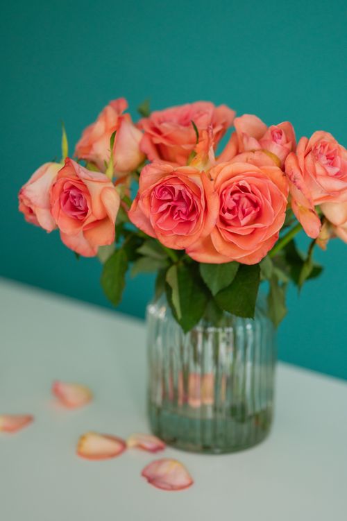 Free A beautiful bouquet of fresh coral roses in a glass vase with petals scattered on a white surface. Stock Photo