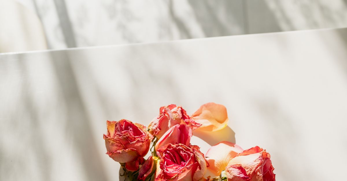 Elegant Sunlit Roses on White Surface · Free Stock Photo
