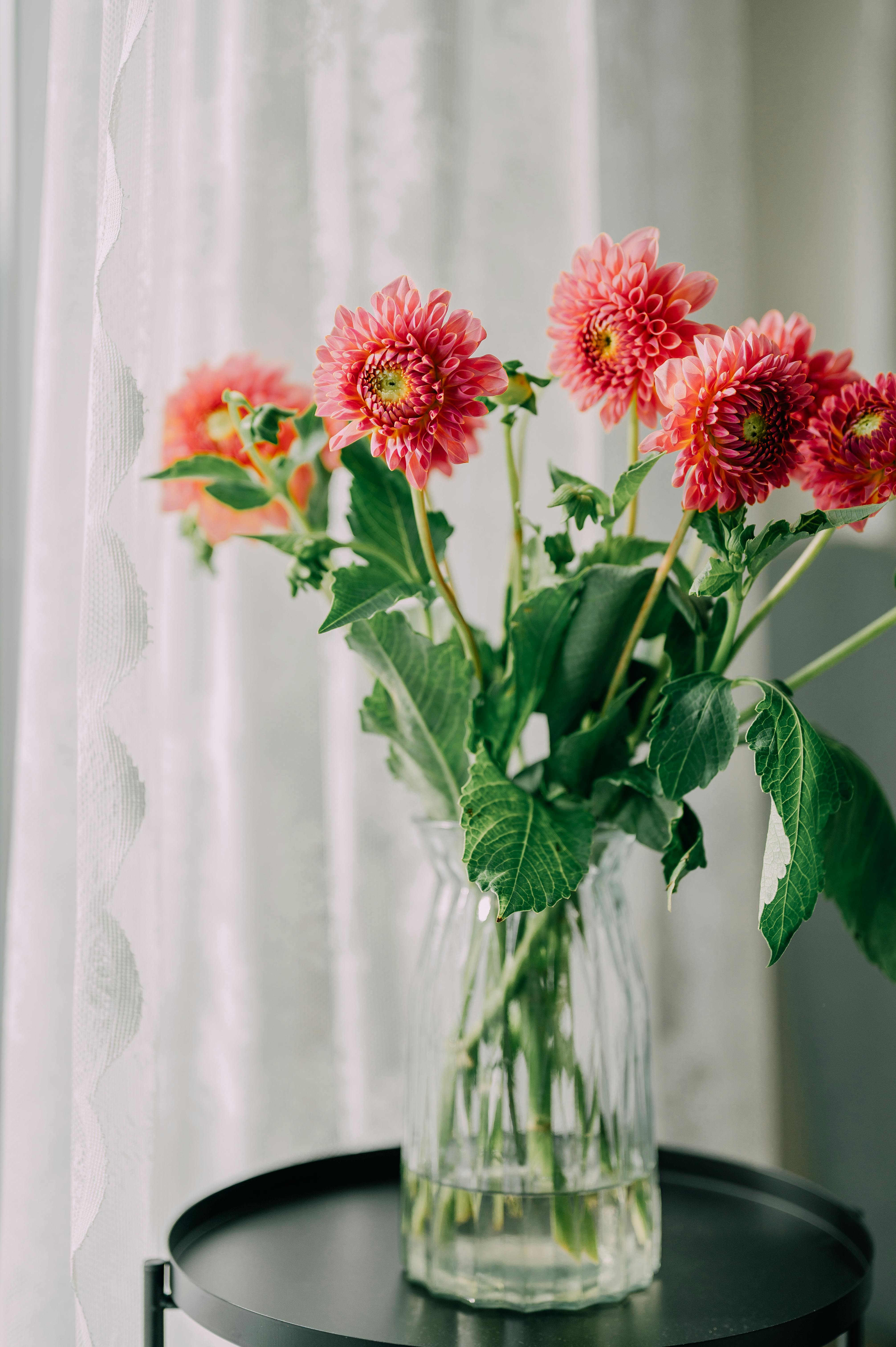 Vibrant pink dahlias in a clear glass vase on a black table indoors, ideal for floral decoration themes.