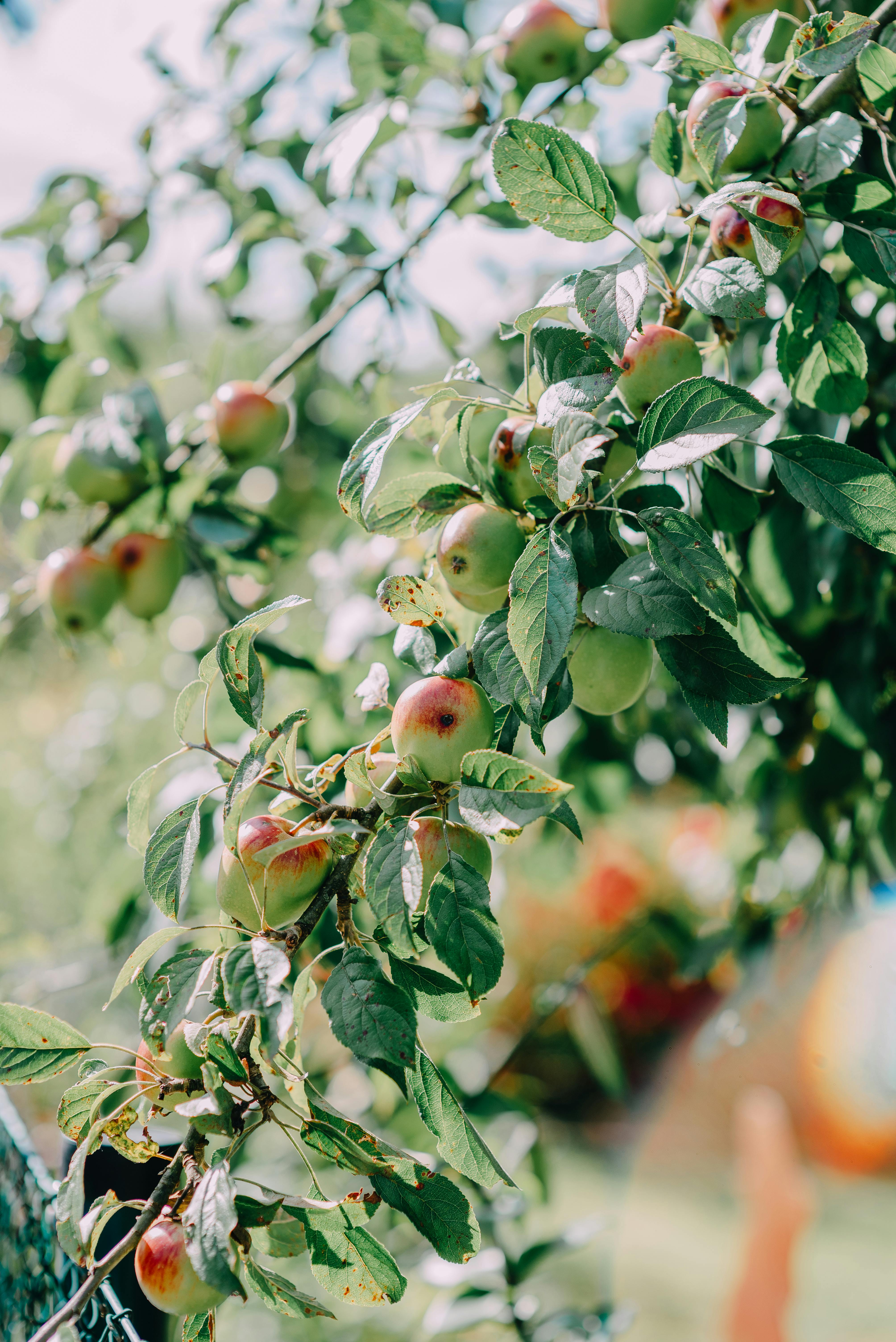 A vibrant close-up of an apple tree branch with ripening apples in a lush outdoor setting.