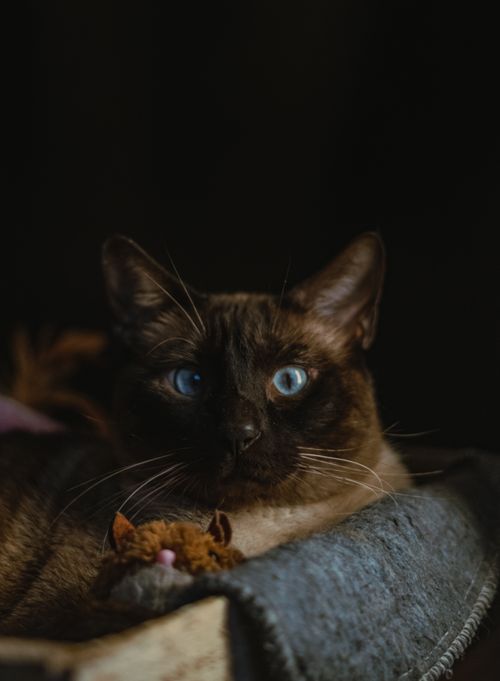 Free Siamese cat with striking blue eyes relaxing with a toy in dark surroundings. Stock Photo