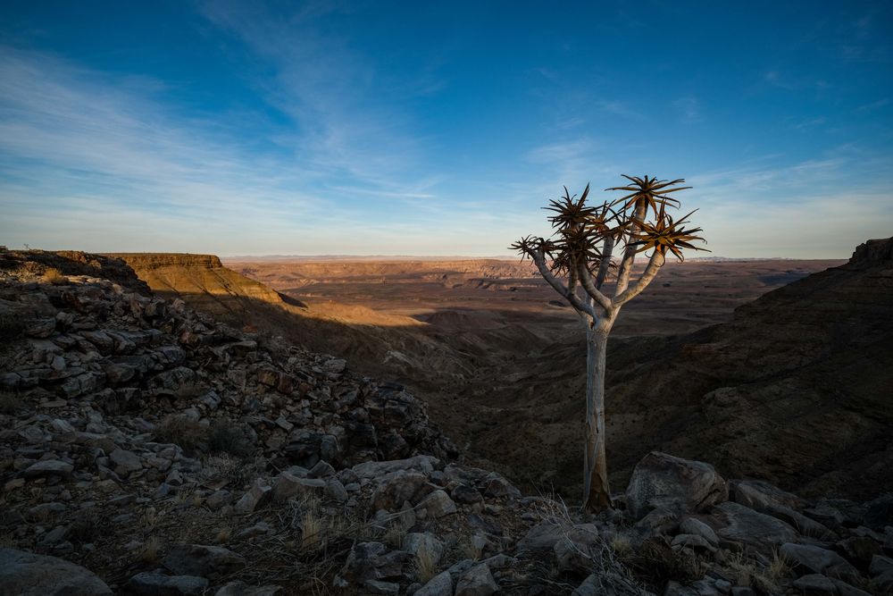 Quiver tree solitario al borde del Fish River Canyon, Namibia