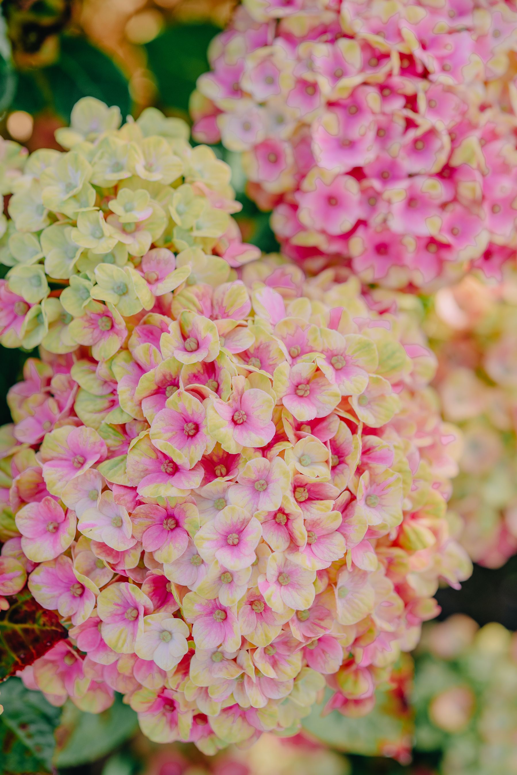 When to Prune Old-Wood Hydrangeas — hydrangea pruning and care