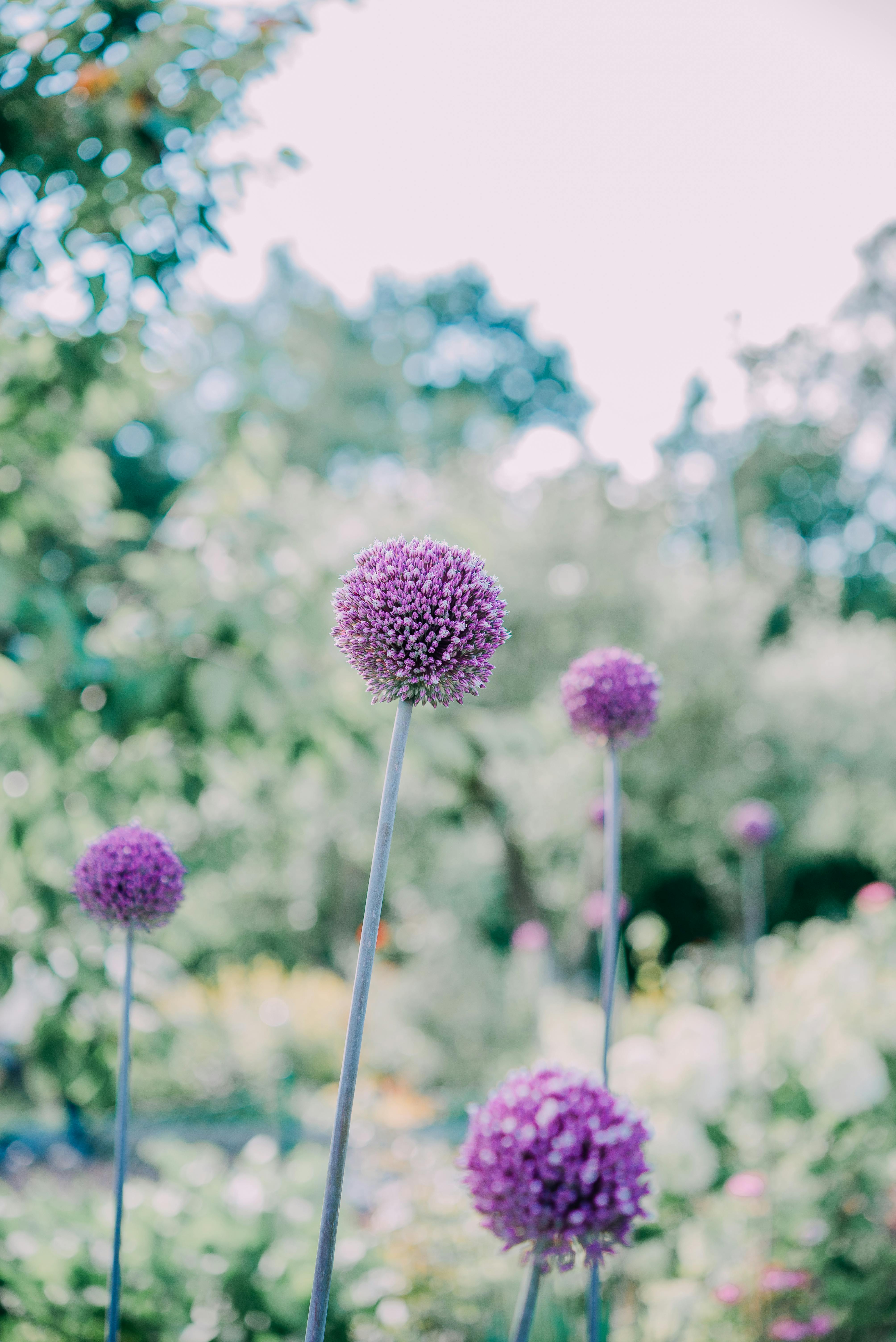 Close-up of purple allium flowers in a garden setting, showcasing their vibrant blooms.