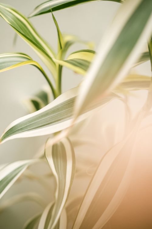 Free Artistic close-up of Dracaena plant leaves with soft lighting and muted tones. Stock Photo