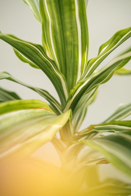 Free Close-up of a Dracaena plant with lush green striped leaves in gentle lighting. Stock Photo
