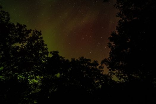 A captivating star-filled night sky framed by dark tree silhouettes, perfect for nature enthusiasts.