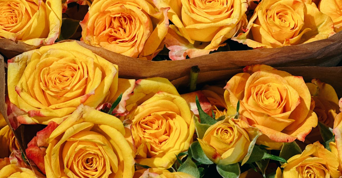 Bright Yellow Roses in Full Bloom Display · Free Stock Photo