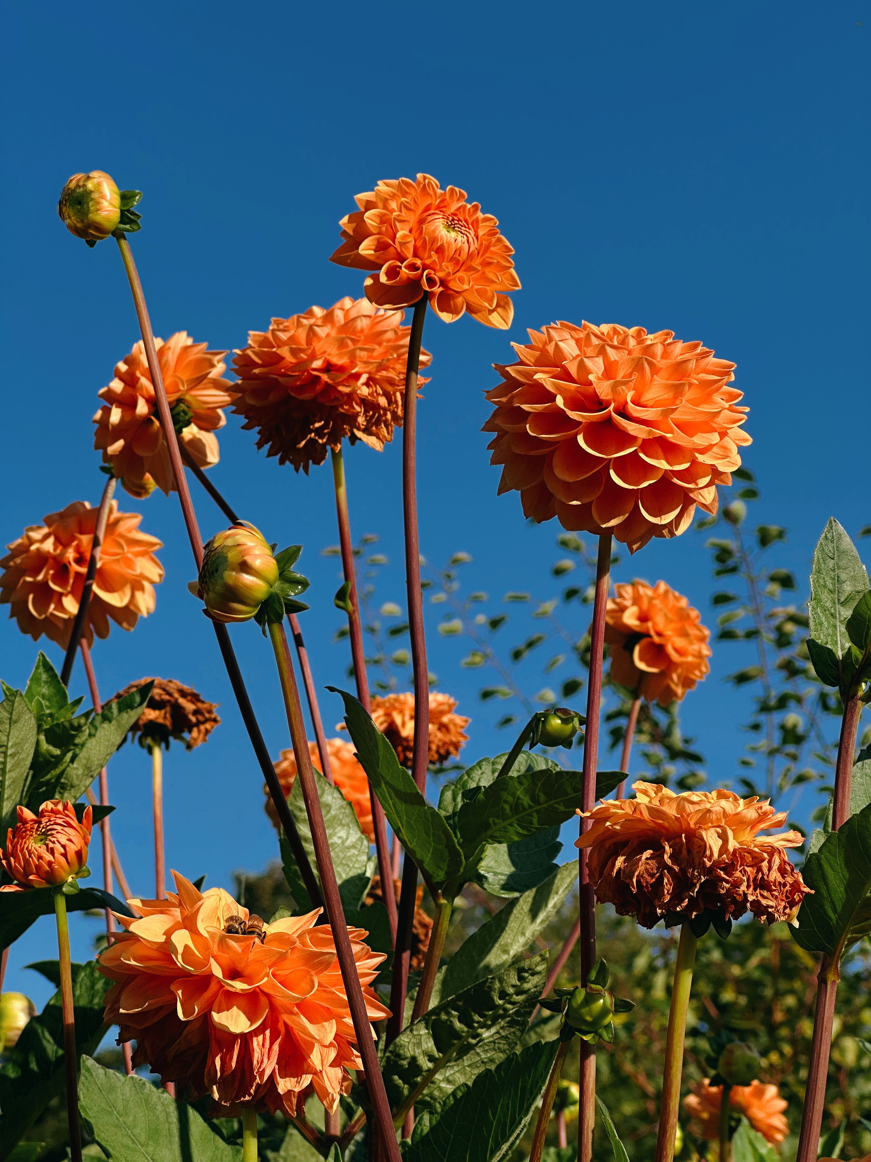 Boosting Dahlia Bloom Size & Stem Strength: Strategic Disbudding and Hard Pinching Techniques for Show-Stopping Flowers