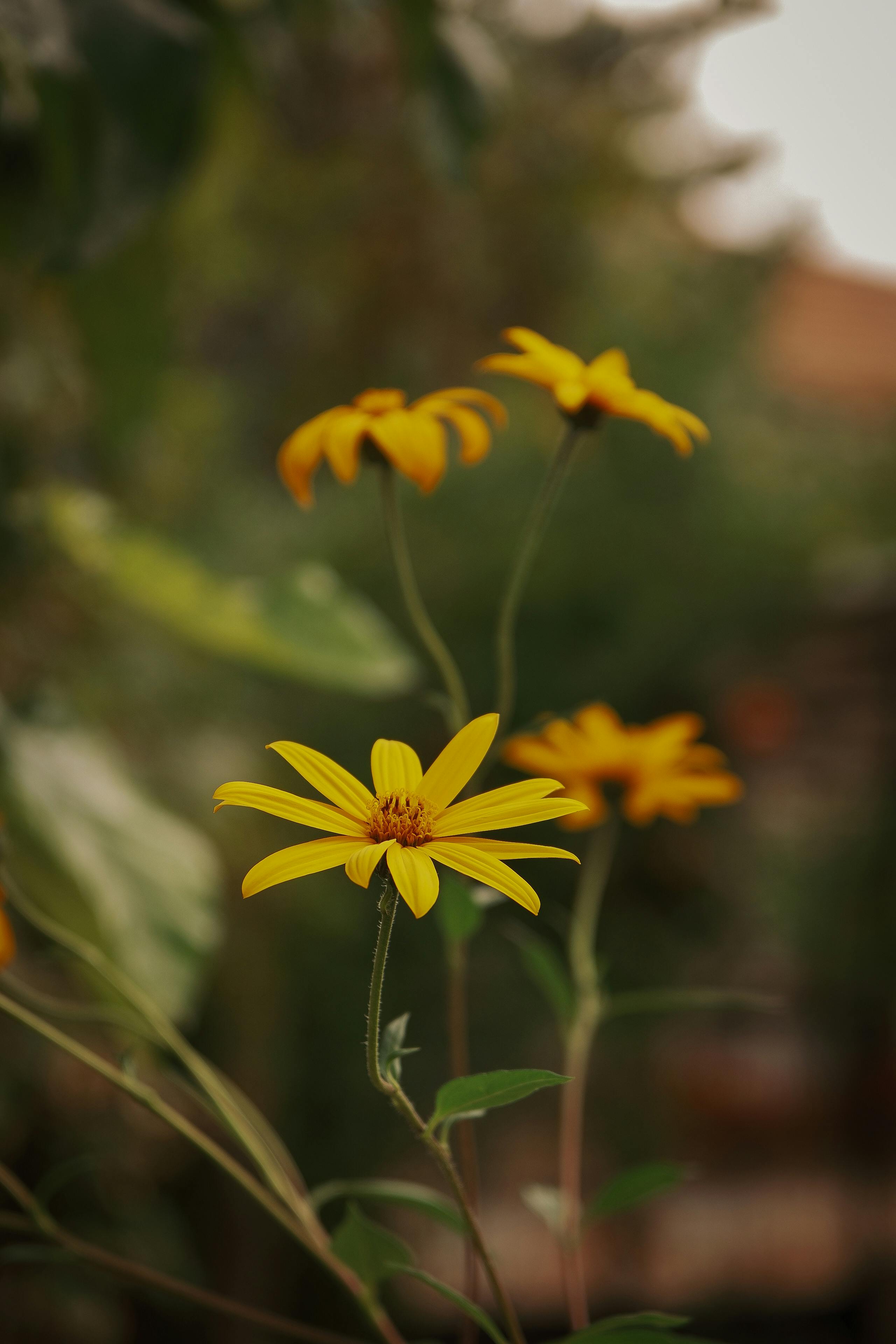 close up of vibrant yellow flowers in bloom