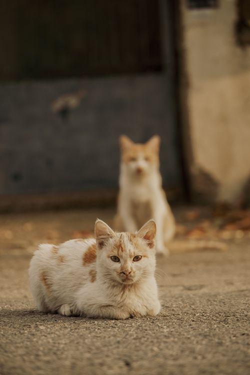Free Two ginger cats sitting on a pavement, focus on the foreground cat. Stock Photo